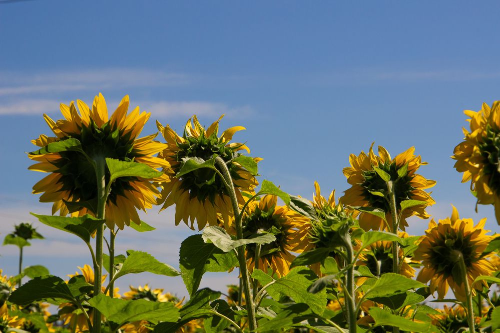 Фотография автора Екатерина Першина