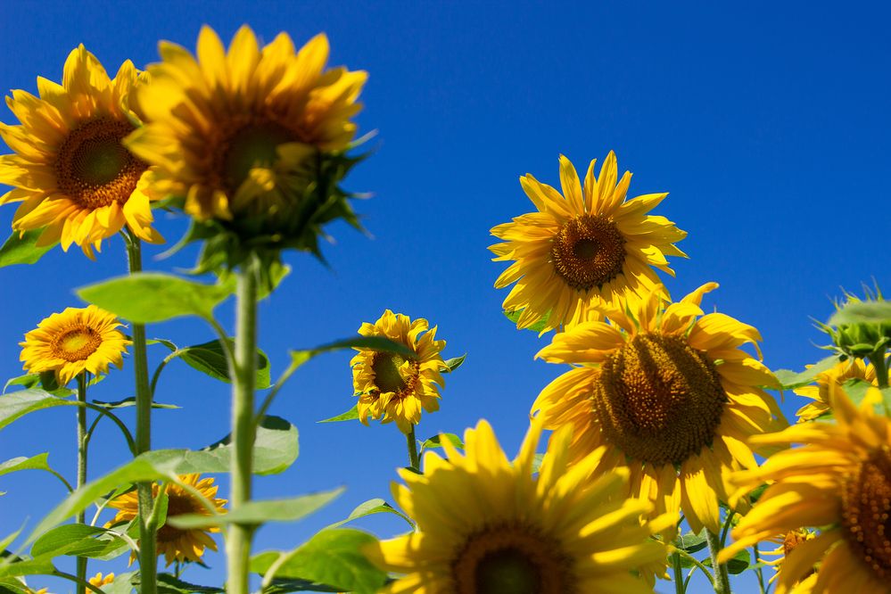 Фотография автора Екатерина Першина