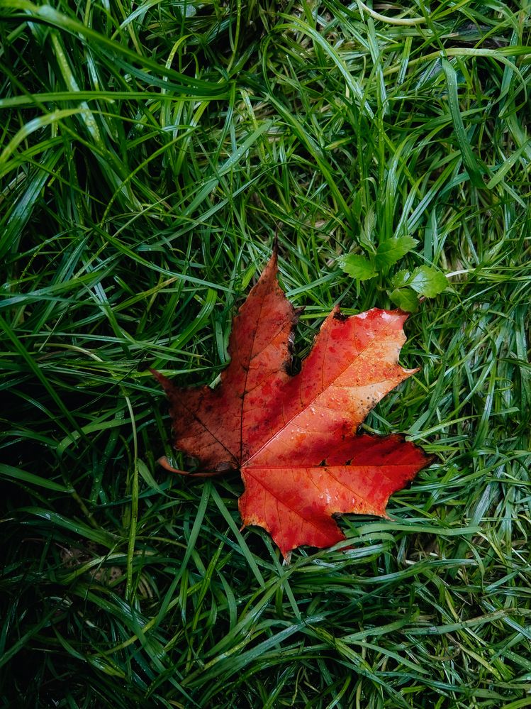 Фотография автора Константин Шипицын