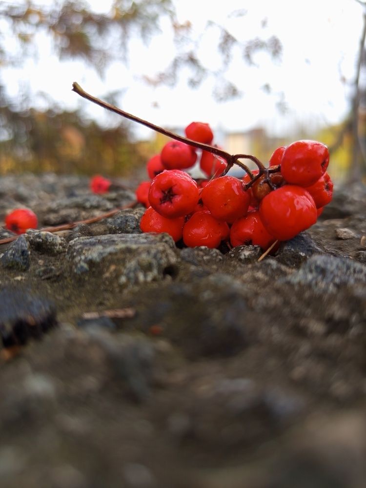Фотография автора Екатерина Казырицкая