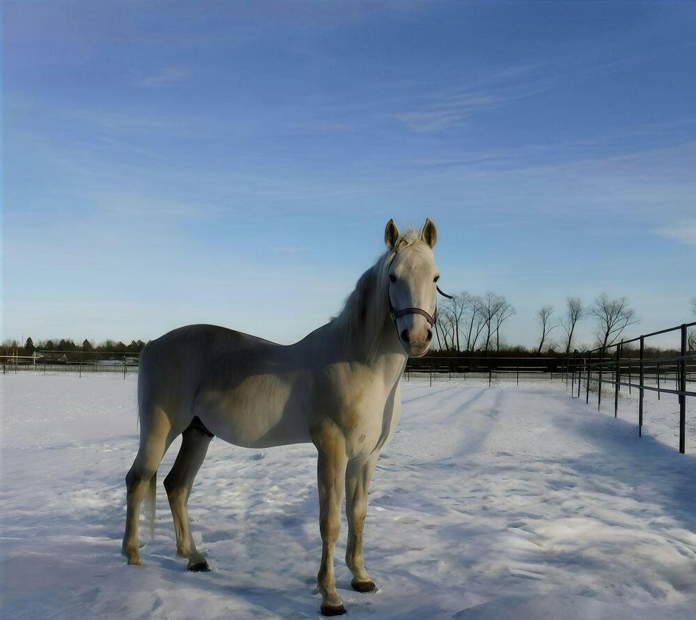 Фотография автора Елена Сухорученкова