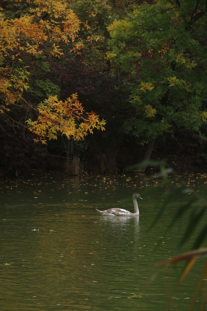 Фотография автора Ксения Золотарь
