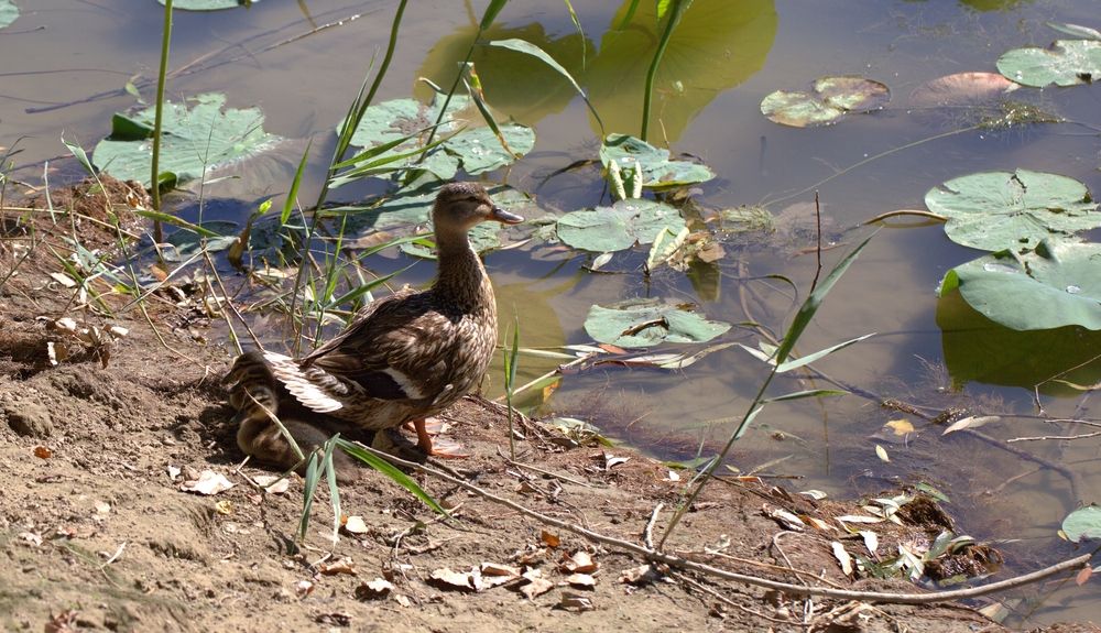 Фотография автора Владимир Кулешов