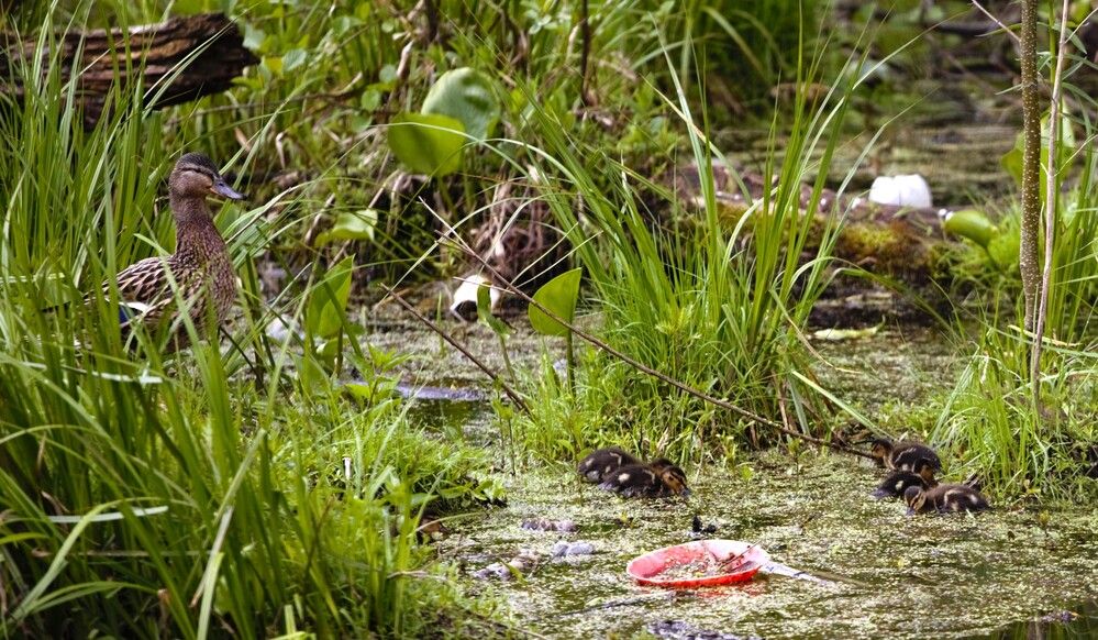 Фотография автора Владимир Кулешов