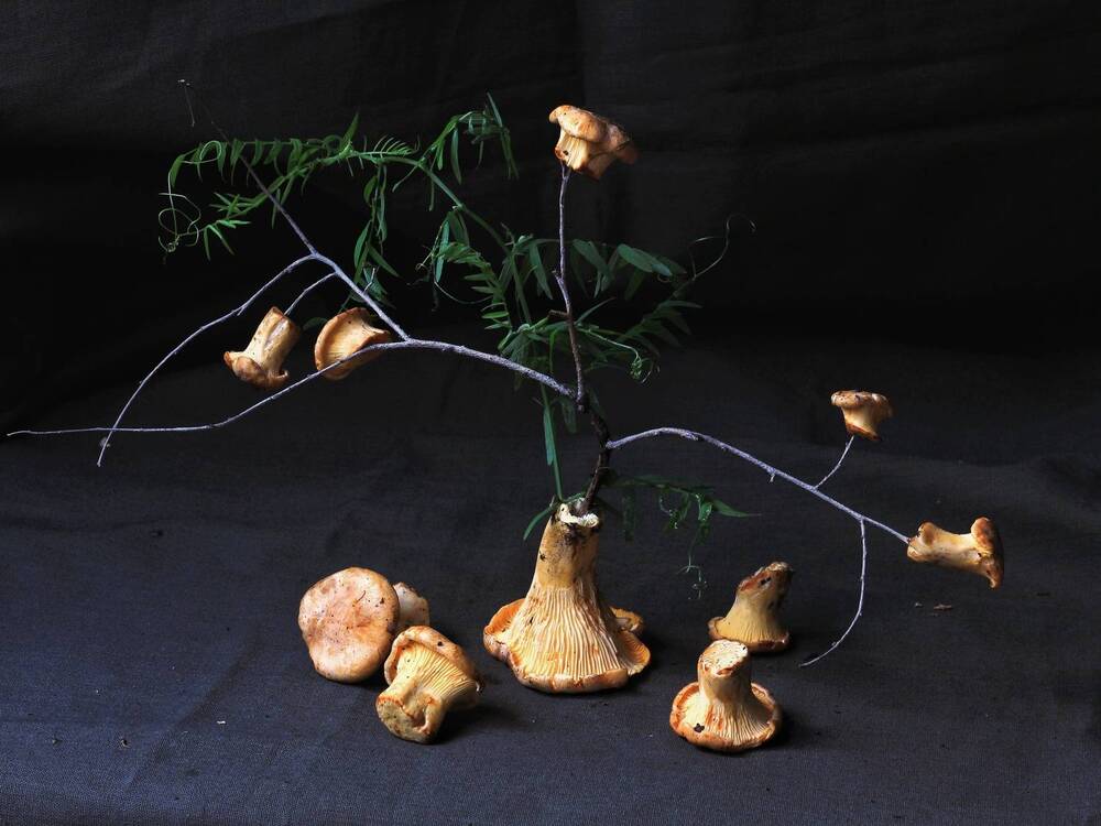 Фотография автора Екатерина Першина