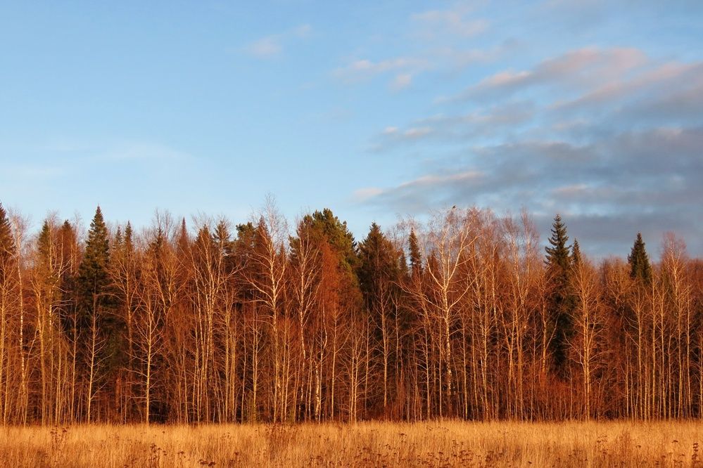 Пейзаж с зимняком