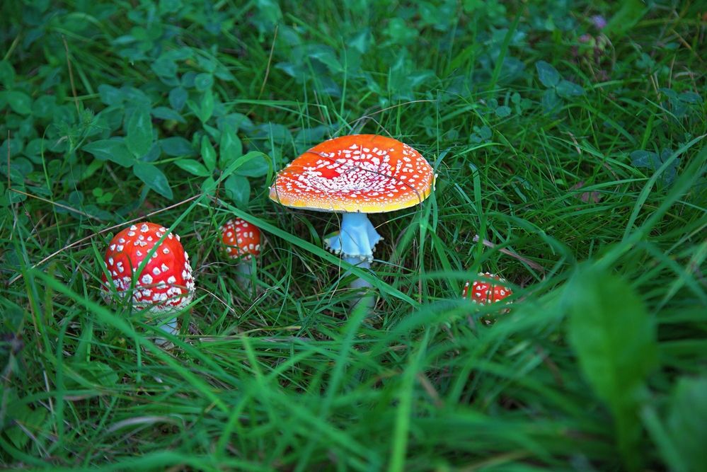 Фотография автора Владимир Кулешов