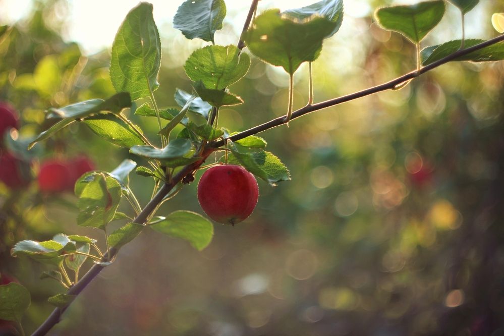 Photograph by Екатерина Солохина