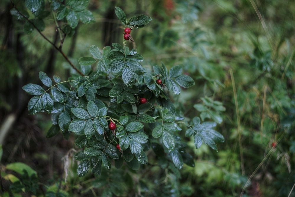 Photograph by Екатерина Солохина