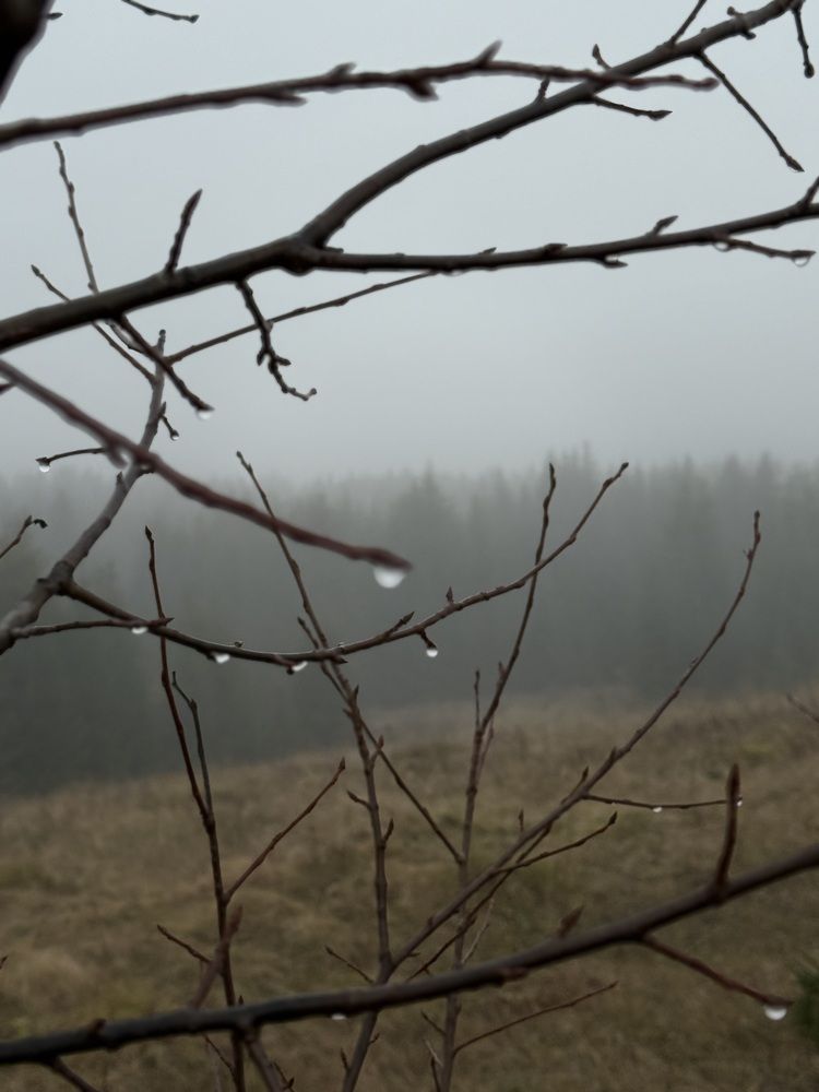 Фотография автора Ольга Князева