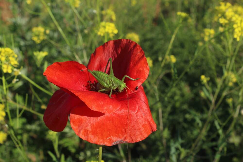 В гостях у мака