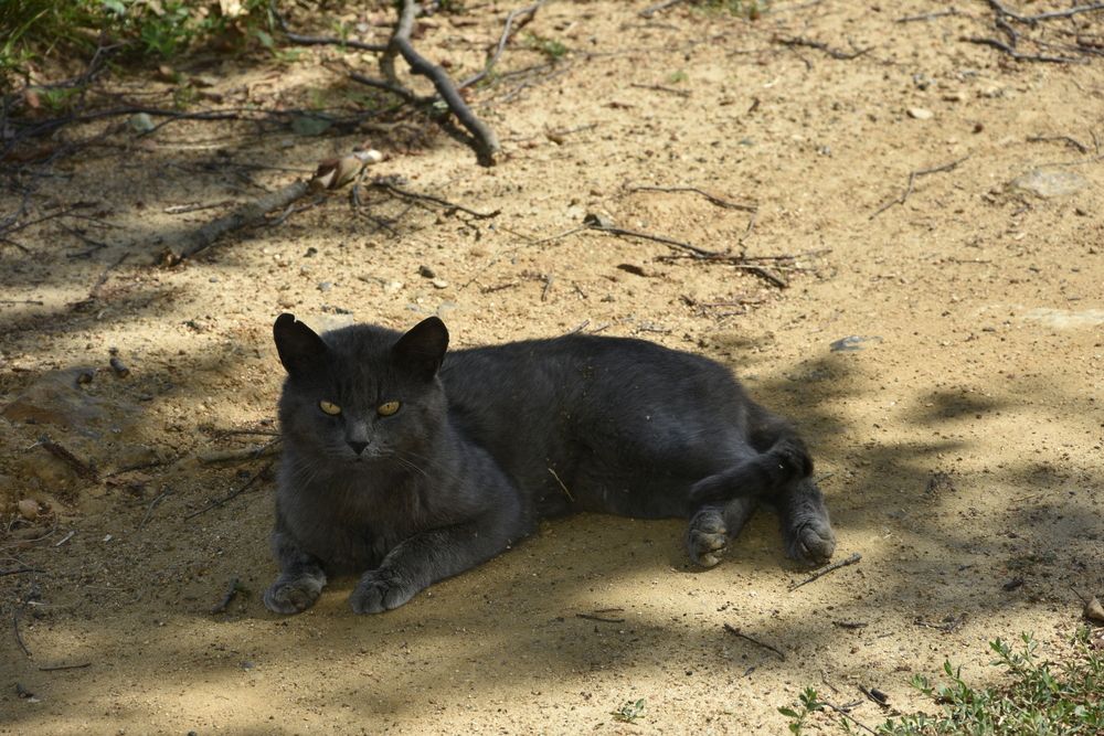 Фотография автора Юлия Финогенова