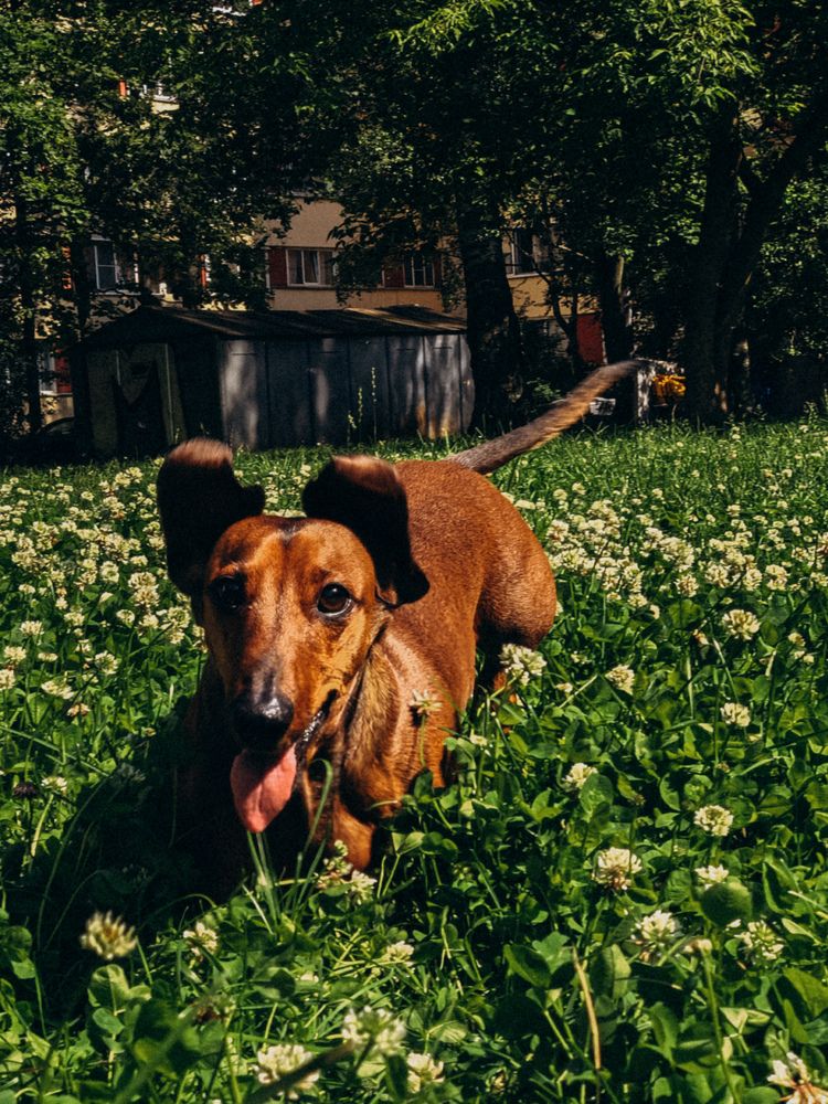 Фотография автора Анна Ворончихина