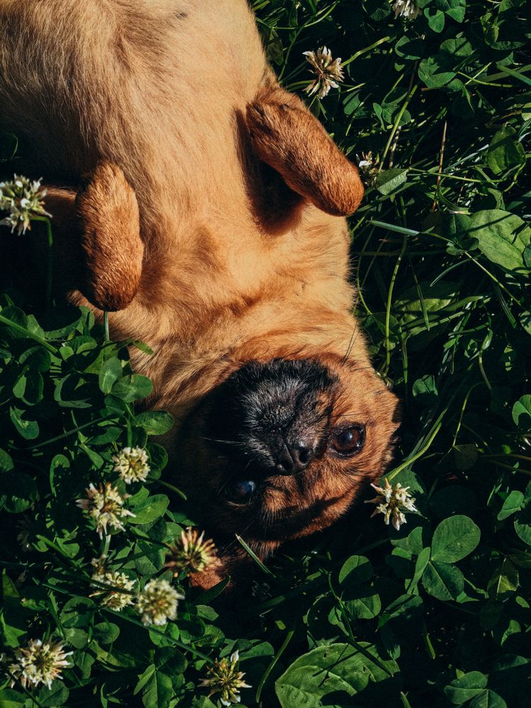 Фотография автора Анна Ворончихина