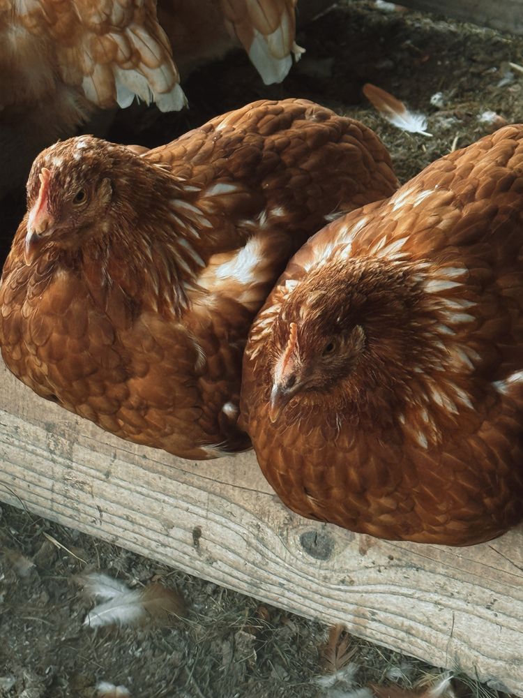 Photograph by Елена Меньшикова