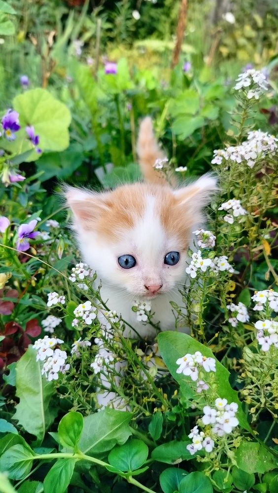 Фотография автора Анастасия Горбачева