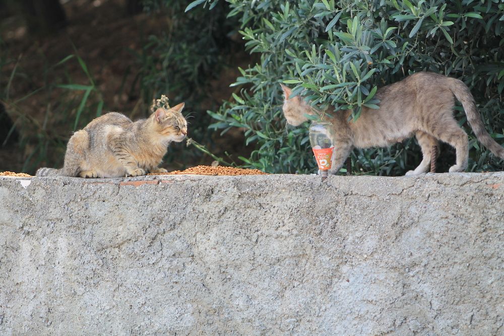 Photograph by Сяргей Кулик