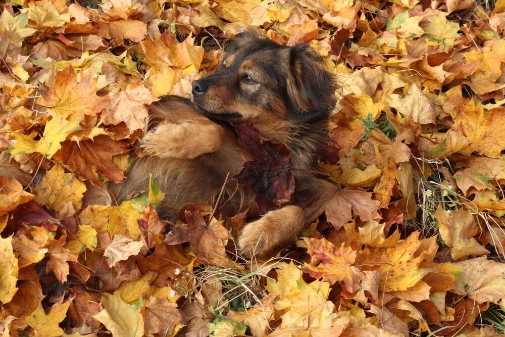 Фотография автора Любовь Войводич