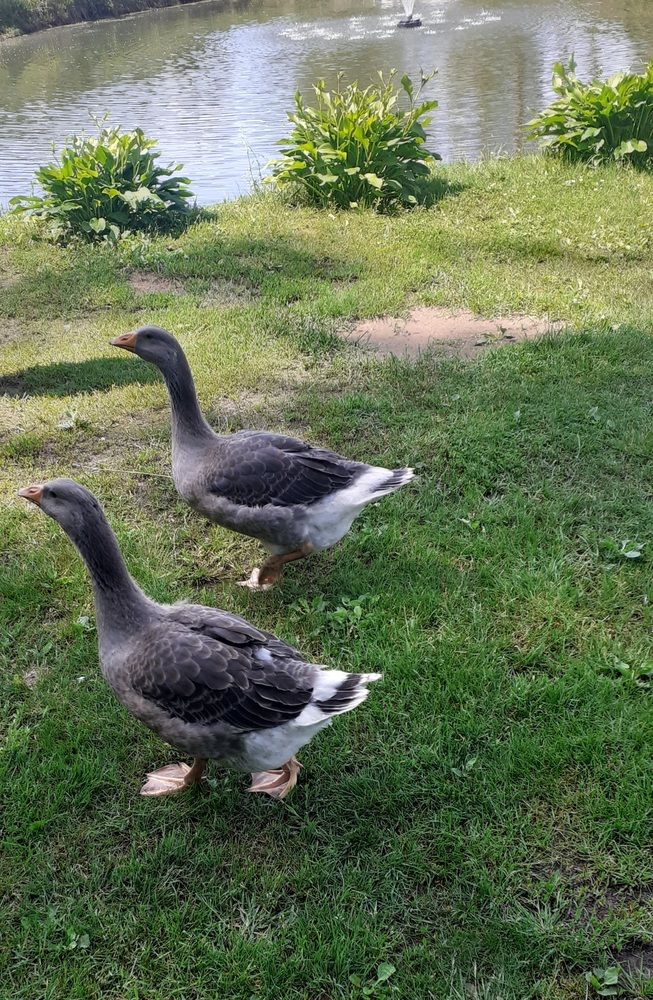 Фотография автора Елена Лещева