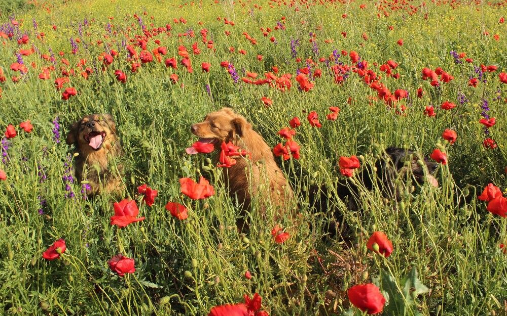 Фотография автора Любовь Войводич