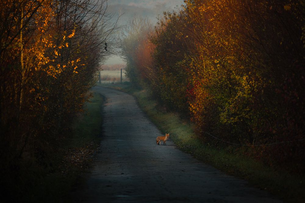 Photograph by Walentyna Sytnik