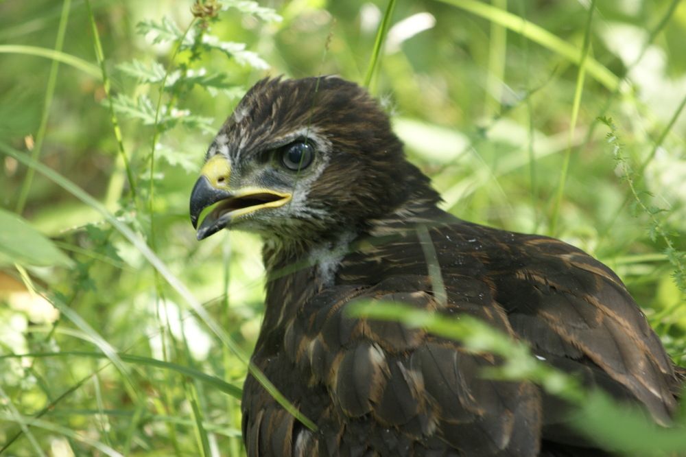 Photograph by Андрей Легостаев