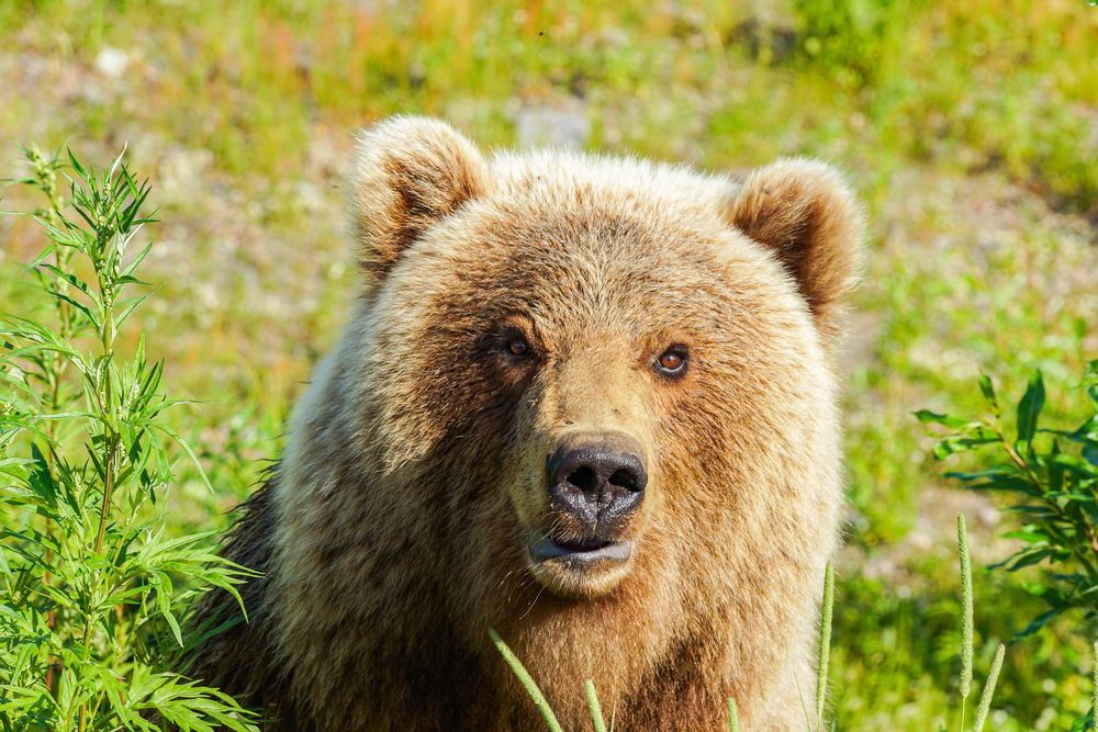 Photograph by Андрей Легостаев