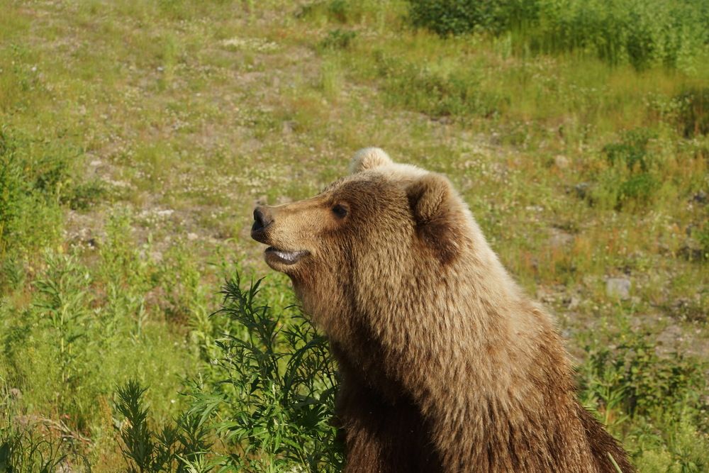 Photograph by Андрей Легостаев