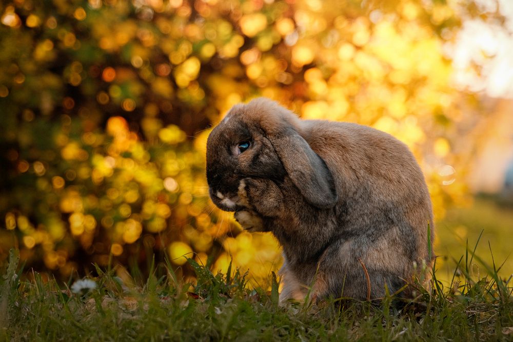 Фотография автора Veronika Biró