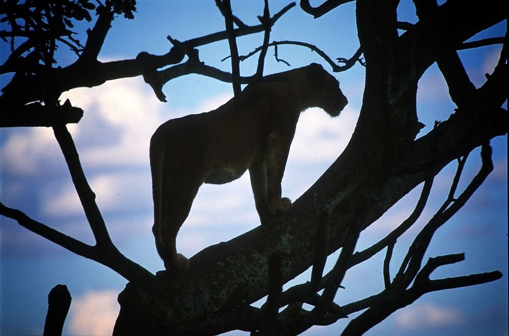 Фотография автора Михаил Копанс