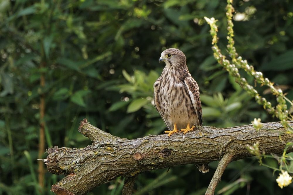 Фотография автора Михаил Копанс
