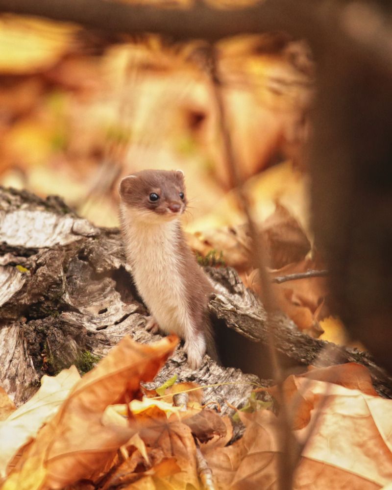 Photograph by Дмитрий Маккеев