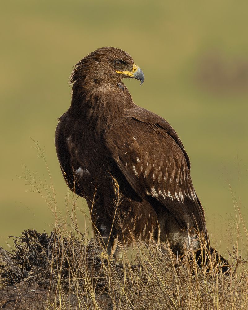 Photograph by Mahesh Kumar V Kolekar