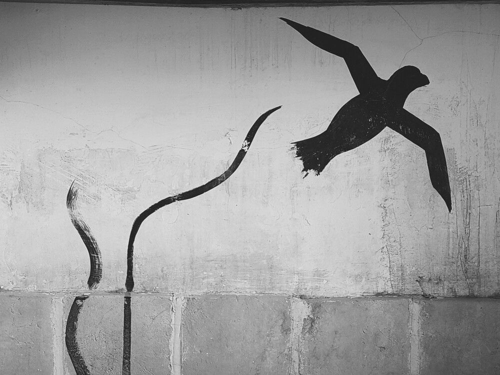 Photograph by reyhaneh zeidabadi nezhad