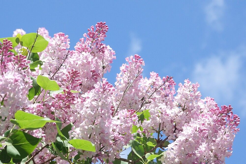 Photograph by jelena konickaja