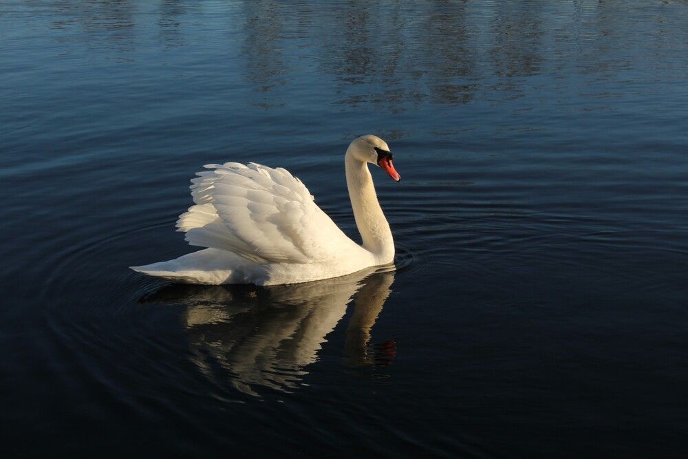 Фотография автора Любовь Войводич