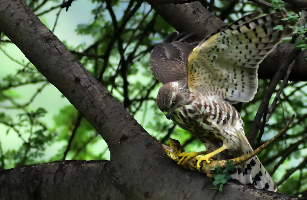 Photograph by Jithin Thomas