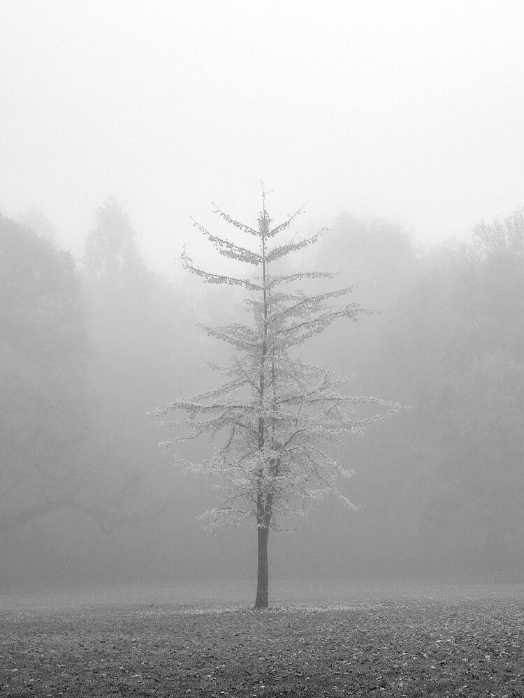 Photograph by Cozma Mihaela