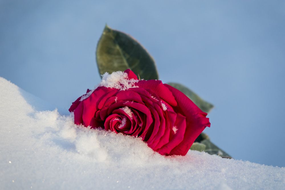 Нежность и холод