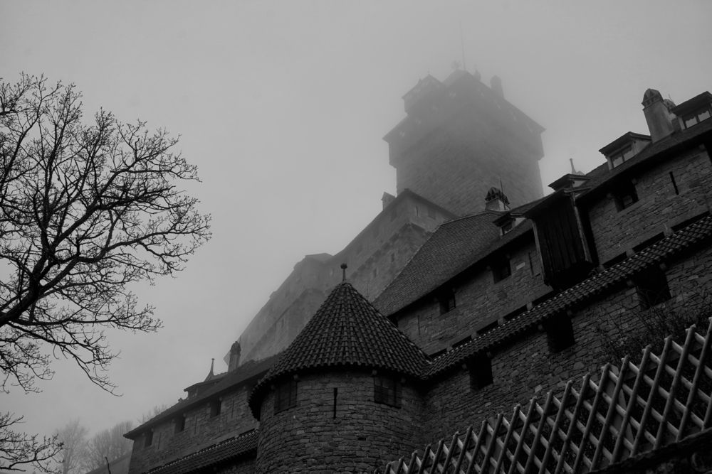 Фотография автора Елена Суворова