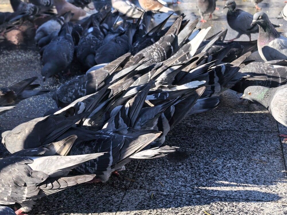 Фотография автора Людмила Орловская