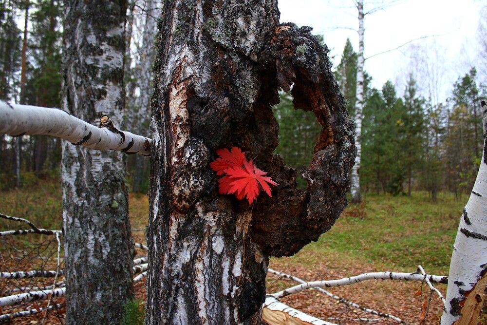 Красавица и чудовище.