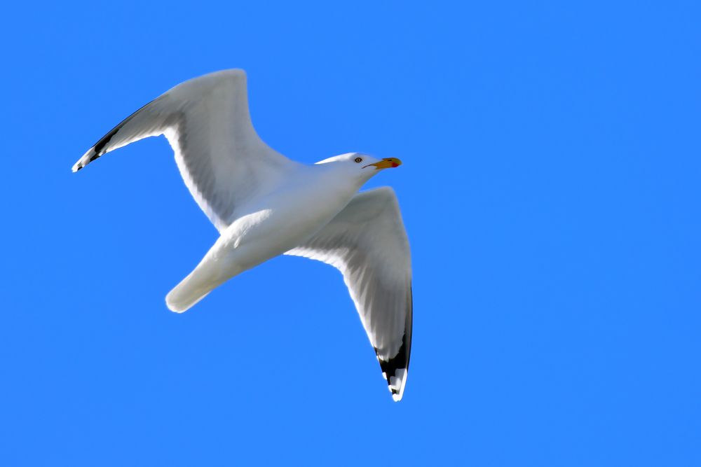 Фотография автора Николай Абакумов