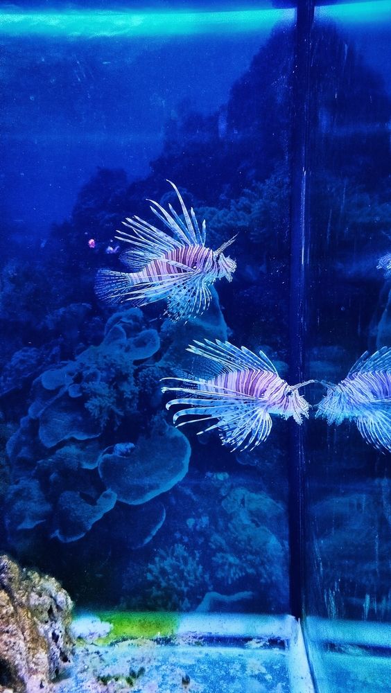 Фотография автора Анастасия Горбачева