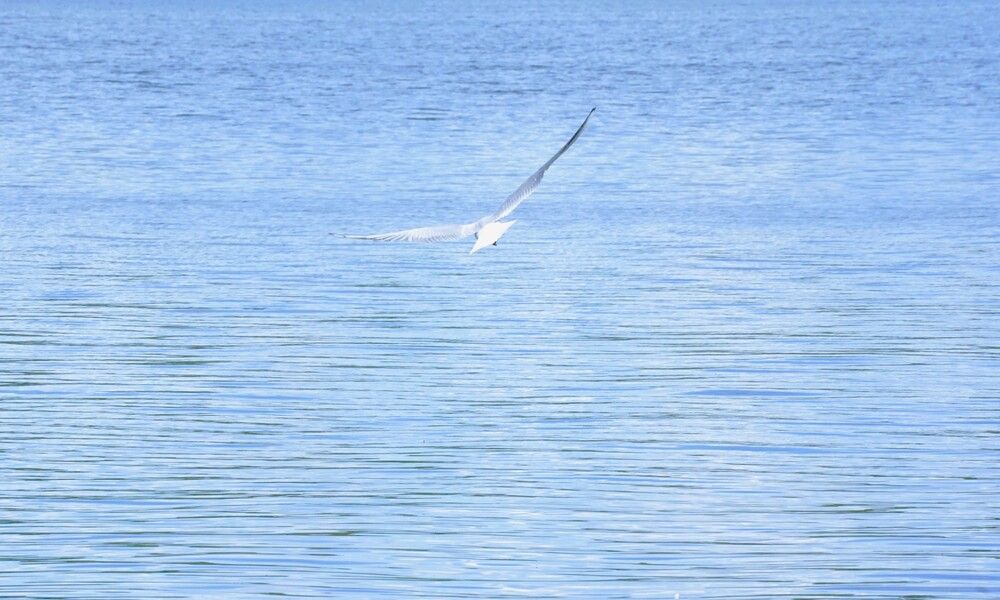 Photograph by jelena konickaja