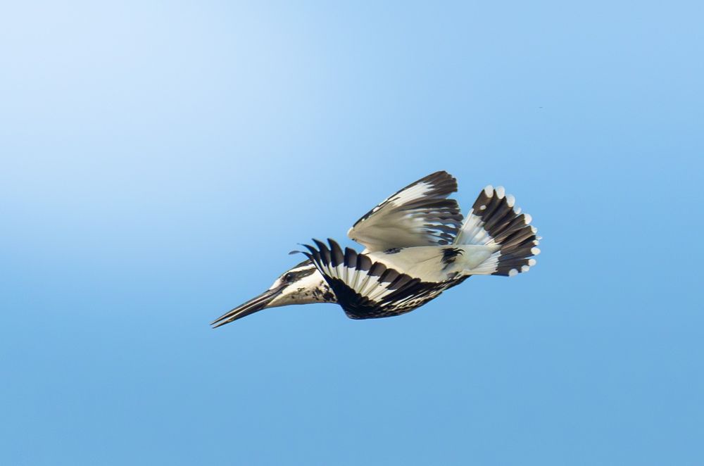 Photograph by Pritam Mandal