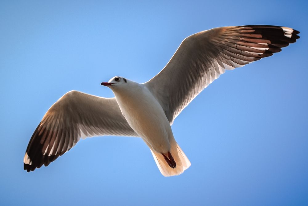 Фотография автора SUHAS MANDAL