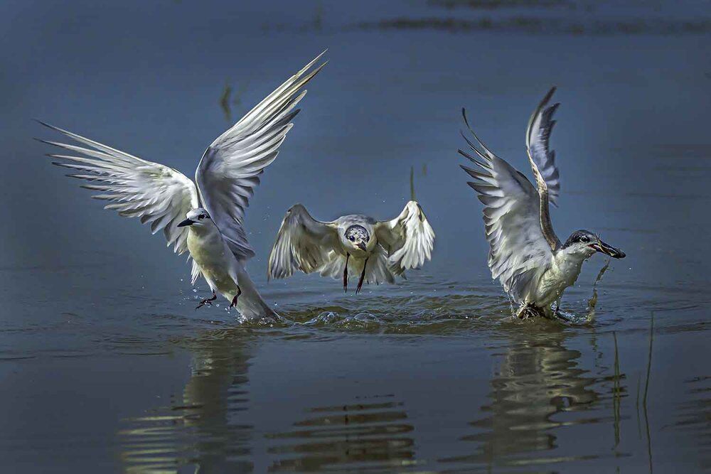 Photograph by Saumi Biswas