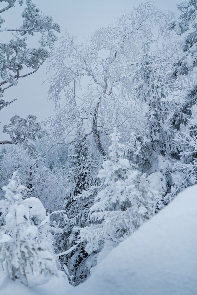 Фотография автора Дмитрий Елизаров