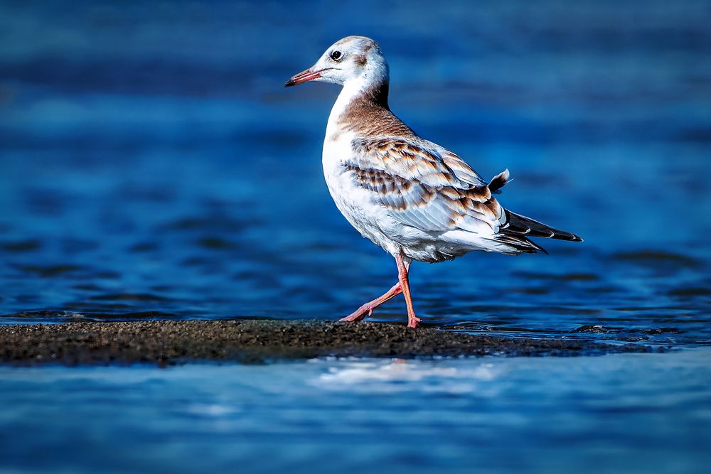 Photograph by Александр Перегудов